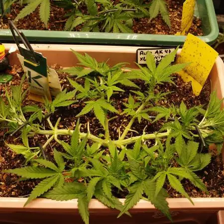 Auto AK-47 XL Divine Seeds
