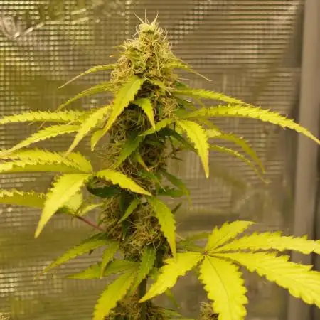 Sweet Pure Auto CBD