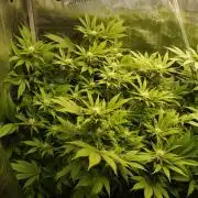 White Rhino From Zamnesia zweite Runde