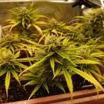 Auto Pablo Escobar Divine Seeds 2025