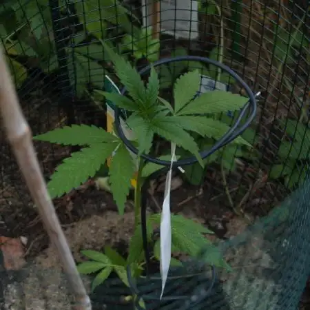 Space Cookies Auto