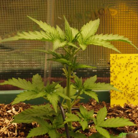 Sweet Pure Auto CBD