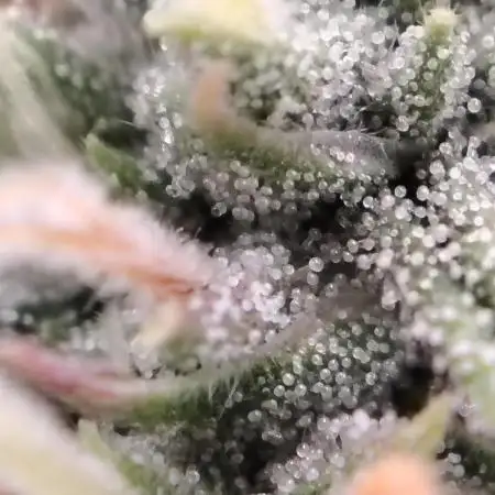 Auto Candy