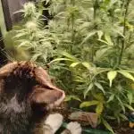 Green Cure CBD F1 Hybrid Auto Zamnesia