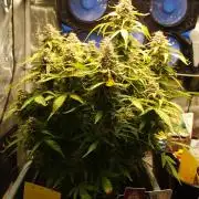 GMO Cookies Auto from Zamnesia