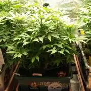 Eleven Roses Klon zur Blüte