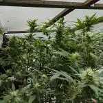 Speedy Chile Outdoor