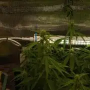 White Truffle Indoor 2025