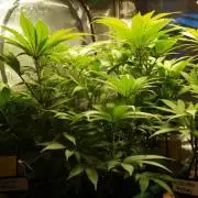 Eleven Roses Klon zur Blüte