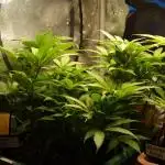 Eleven Roses Klon zur Blüte