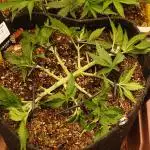 Super Boof Auto von Fast Buds