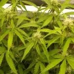 Auto Candy