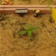 Strawberry Cola Auto Winter Grow 2026