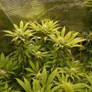 Eleven Roses Klon zur Blüte 2