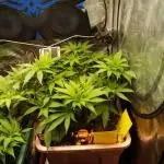 Eleven Roses Klon zur Blüte 2