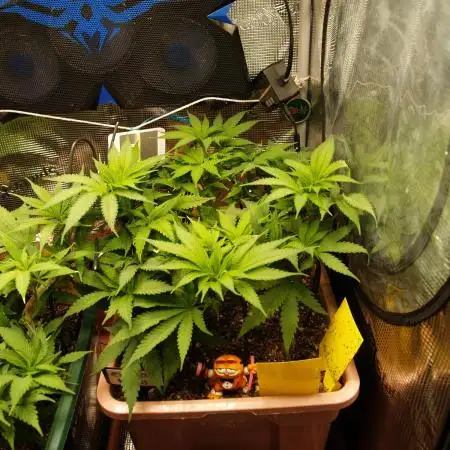 Eleven Roses Klon zur Blüte 2