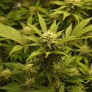 White Rhino From Zamnesia zweite Runde