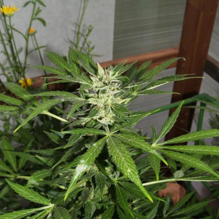 White Truffle Outdoor 2025