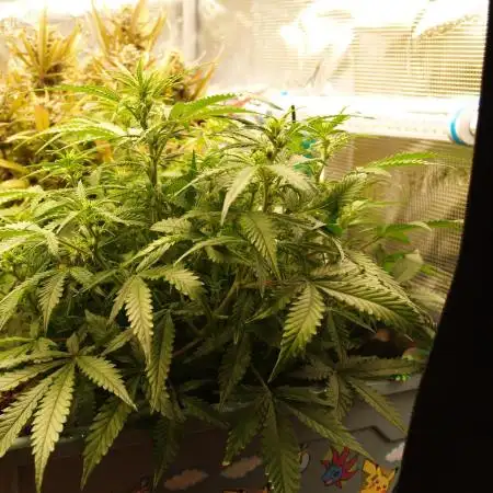 GMO Cookies Auto from Zamnesia