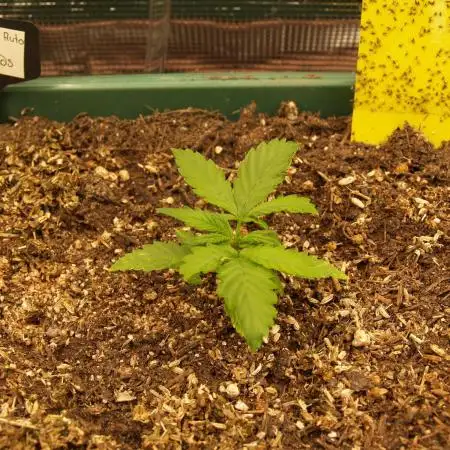 Sweet Pure Auto CBD
