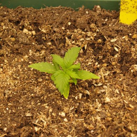 Sweet Pure Auto CBD