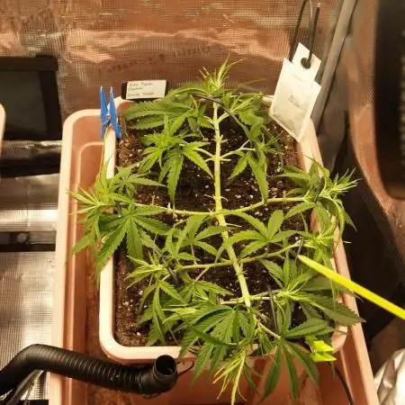 Auto Pablo Escobar Divine Seeds 2025