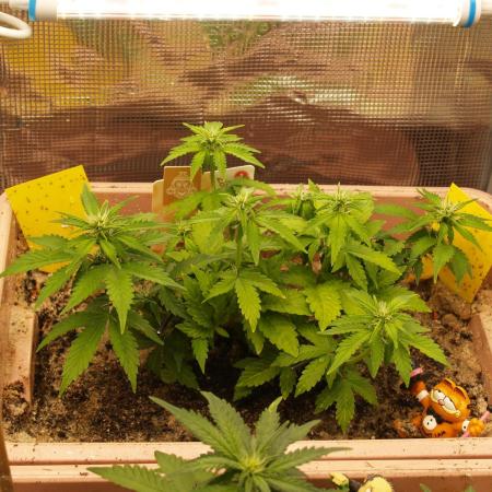 Apple Fritter Auto Winter Grow 2026