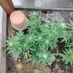 Auto Candy Bubatz XL Dutch Passion