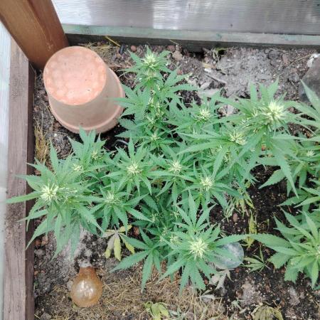 Auto Candy Bubatz XL Dutch Passion