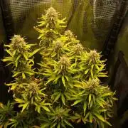 Green Cure CBD F1 Hybrid Auto Zamnesia