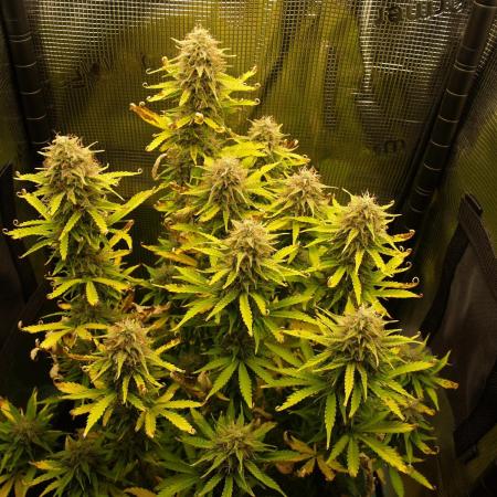 Green Cure CBD F1 Hybrid Auto Zamnesia