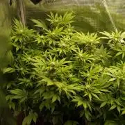 White Rhino From Zamnesia zweite Runde