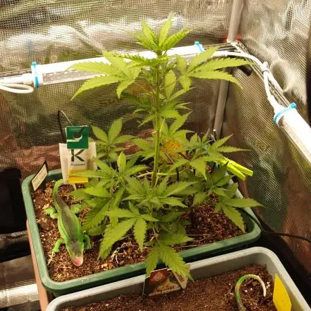 Sweet Pure Auto CBD