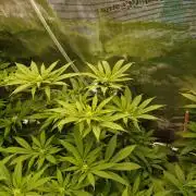 Eleven Roses Klon zur Blüte 2