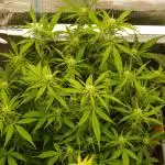 GMO Cookies Auto from Zamnesia