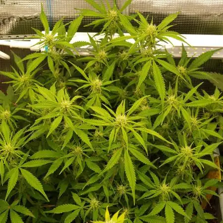 GMO Cookies Auto from Zamnesia