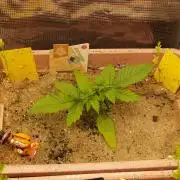 Apple Fritter Auto Winter Grow 2026