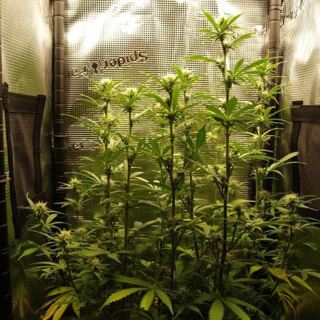 Green Cure CBD F1 Hybrid Auto Zamnesia