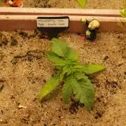 Strawberry Cola Auto Winter Grow 2026