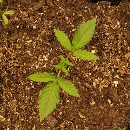 Super Boof Auto von Fast Buds