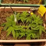 Auto AK-47 XL Divine Seeds