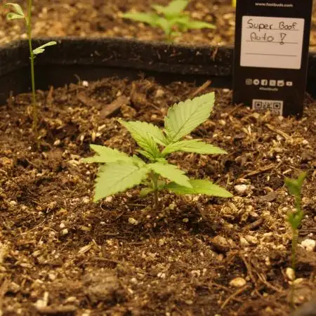 Super Boof Auto von Fast Buds