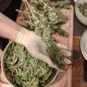 Eleven Roses Klon zur Blüte