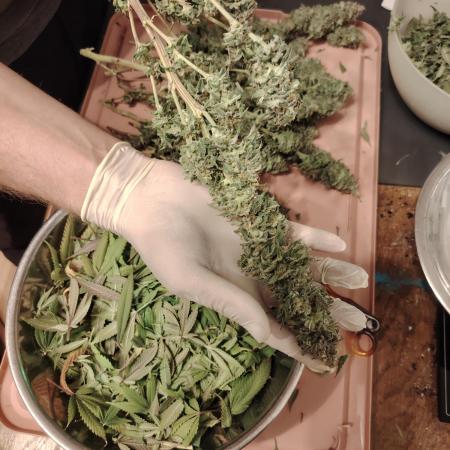 Eleven Roses Klon zur Blüte