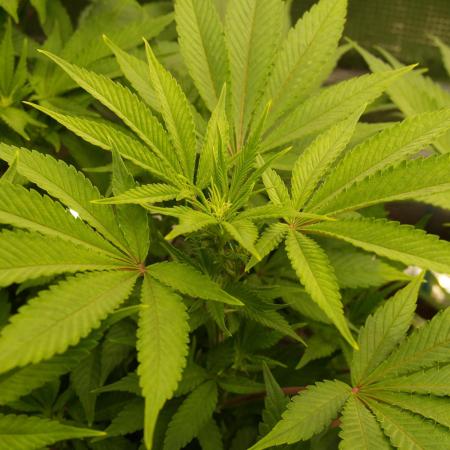 White Rhino From Zamnesia zweite Runde