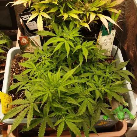 GMO Cookies Auto from Zamnesia