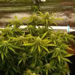 GMO Cookies Auto from Zamnesia