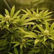 Eleven Roses Klon zur Blüte 2