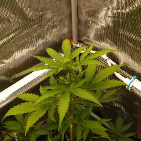 Sweet Pure Auto CBD