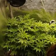 White Rhino From Zamnesia zweite Runde